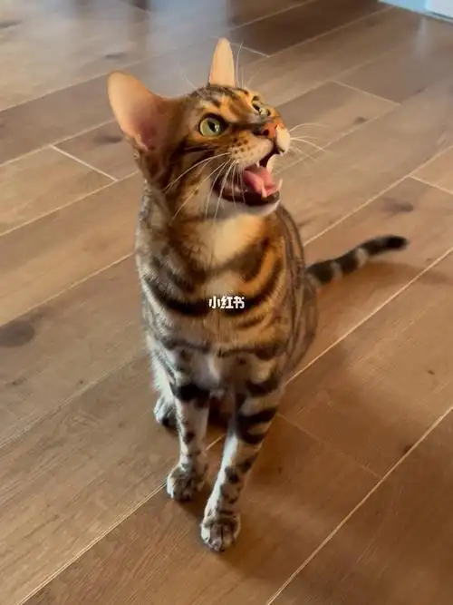 今天也是可爱的咕噜噜～又在发电报啦好可爱呐#孟加拉豹猫  #猫咪日常