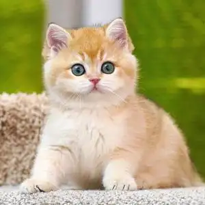英短金渐层幼猫纯种英国短毛猫ny11ny12蓝金紫金渐层宠物猫咪幼崽