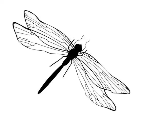 蜻蜓矢量图图片