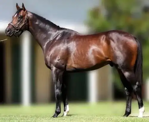 2月28日,中国湖北恩施土家族骑师覃勇在澳大利亚迎来第46个冠军头马!