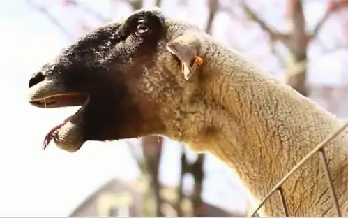 鬼畜 b>山羊叫 /b> 啊!