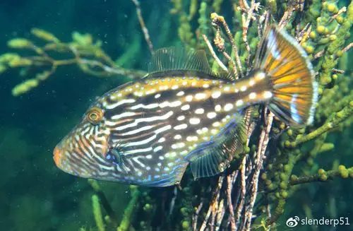 澳大利亚南部海域那些五彩斑斓的温带鲀形目鱼类