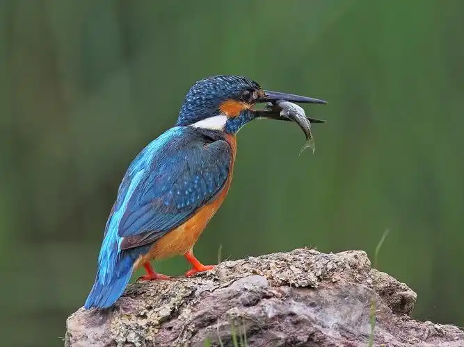 翠鸟图片鸟类翠鸟