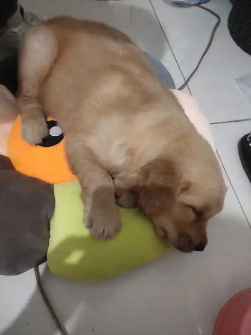 唉,刚买的小金毛回来就这样了