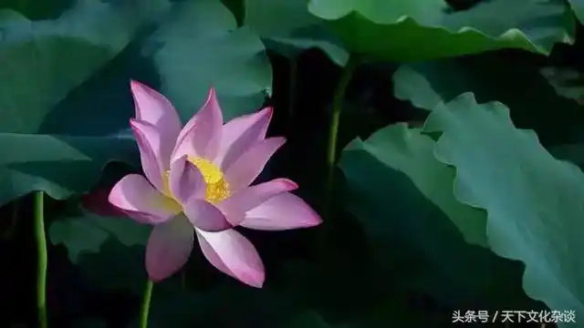 十里荷花——超凡脱俗,美到心醉!(组图)