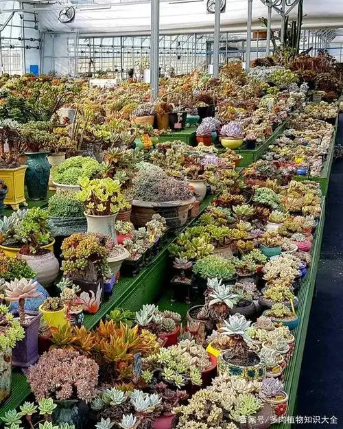 韩国多肉花园美照集合