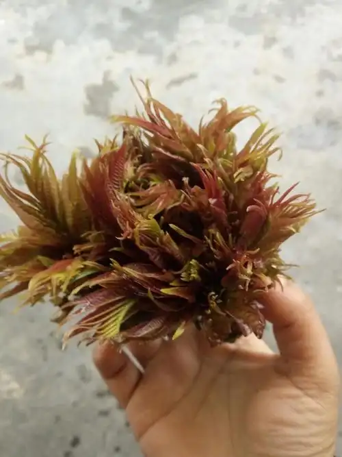 [预售]纯天然有机野菜椿木芽,预售2017头茬,邮费10元(已含),32一斤,要