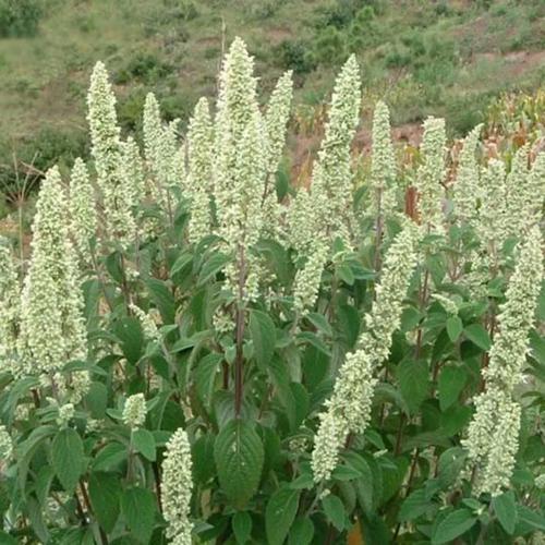 云南纯天然干货,野拔子[异名:扫把茶,野苏,野香薷,小坝子]