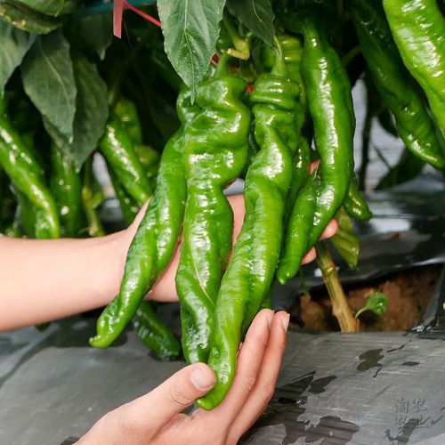 螺丝椒秧苗批发大量辣椒种苗尖椒苗蔬菜苗种植四季特大新品种南方