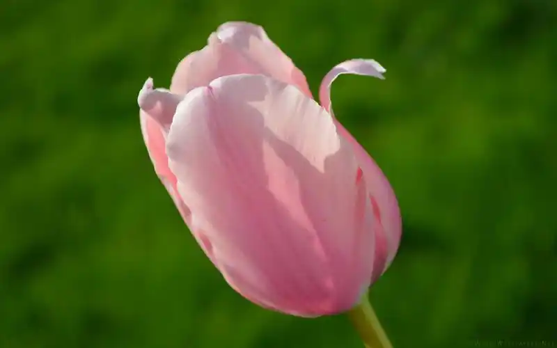 粉色系郁金香唯美清新桌面壁纸下载5