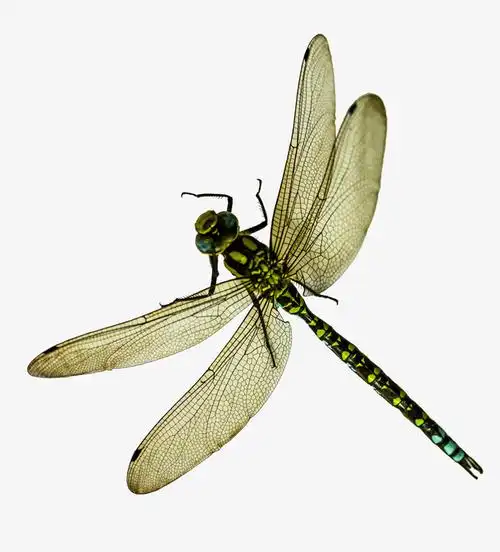 蜻蜓免抠素材免费下载_觅元素51yuansu.com