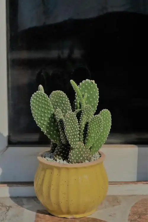 养了一盆白毛掌,好可爱呀!