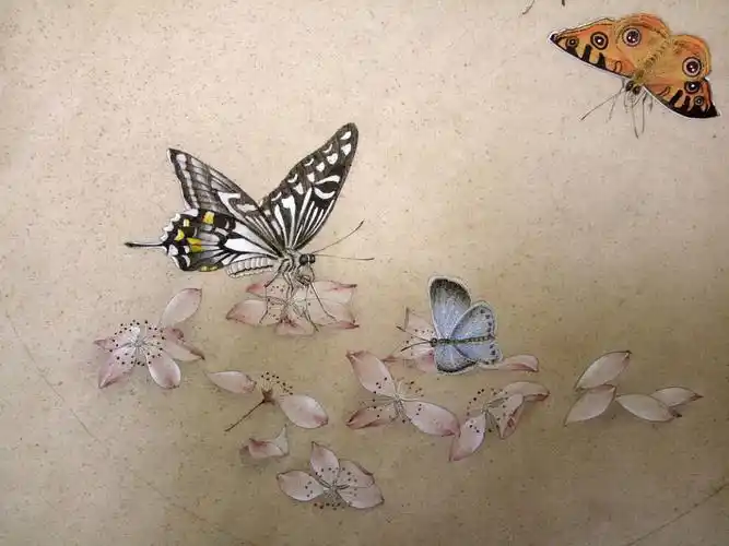 手绘-工笔-蝴蝶_伊斯里夫的画笔-站酷zcool