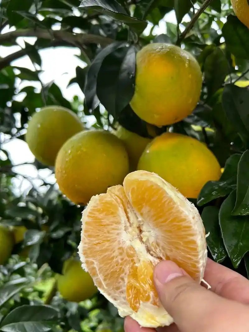 冬天的第一个橙子