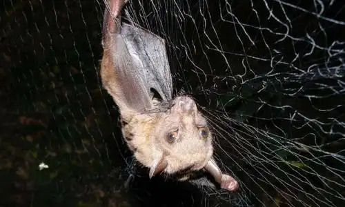 研究揭示了非洲蝙蝠,寄生虫和病毒的相互作用