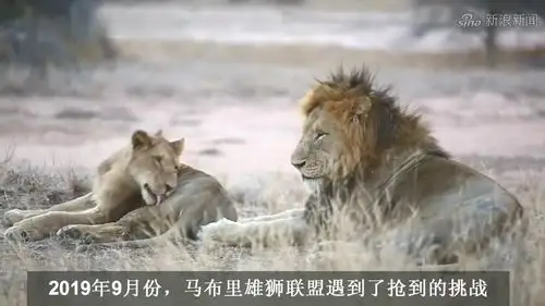 魔鬼雄狮联盟:6头雄狮的强大联盟,后代雄狮极多,无愧传奇