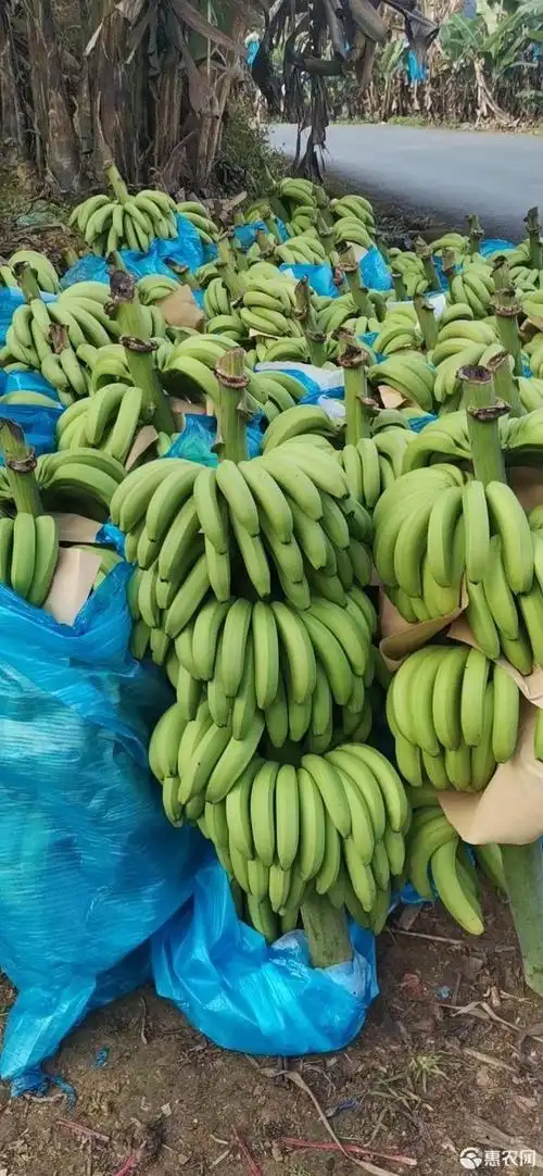 [河口香蕉批发]河口香蕉 电商标准 价格1.3元/斤 - 惠农网