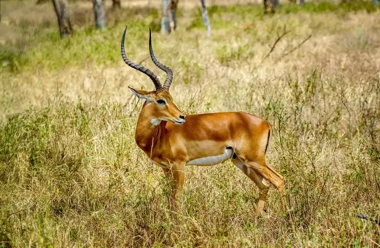 草原大草原羚羊一只羚羊野生动物