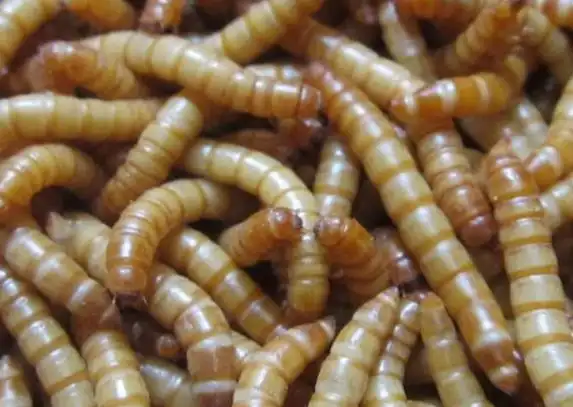 黄粉虫盆养技术要点_养殖技术_371种养致富网