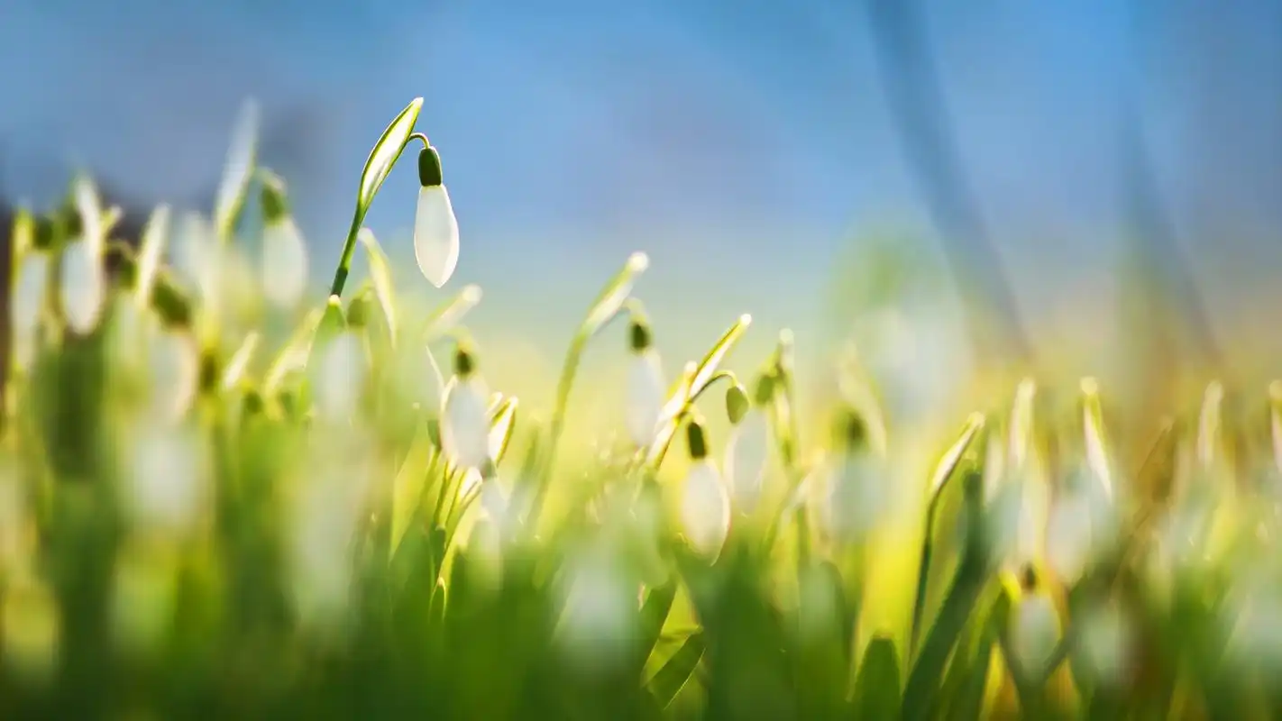 精选清新大自然简约唯美花卉锁屏高清图片桌面壁纸下载