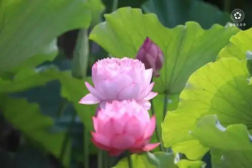 千年古寺的千叶莲,太美丽了,看一眼身心都被治愈了