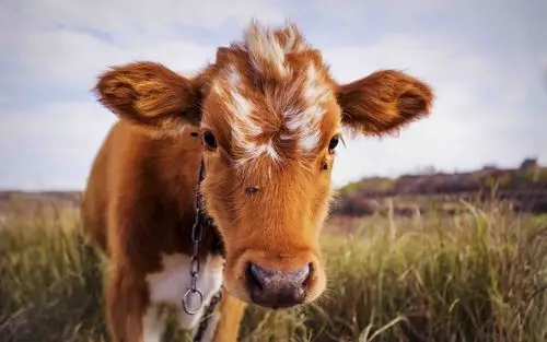 可爱的牛摄影高清图片壁纸2 第7页-高清背景图-zol桌面壁纸