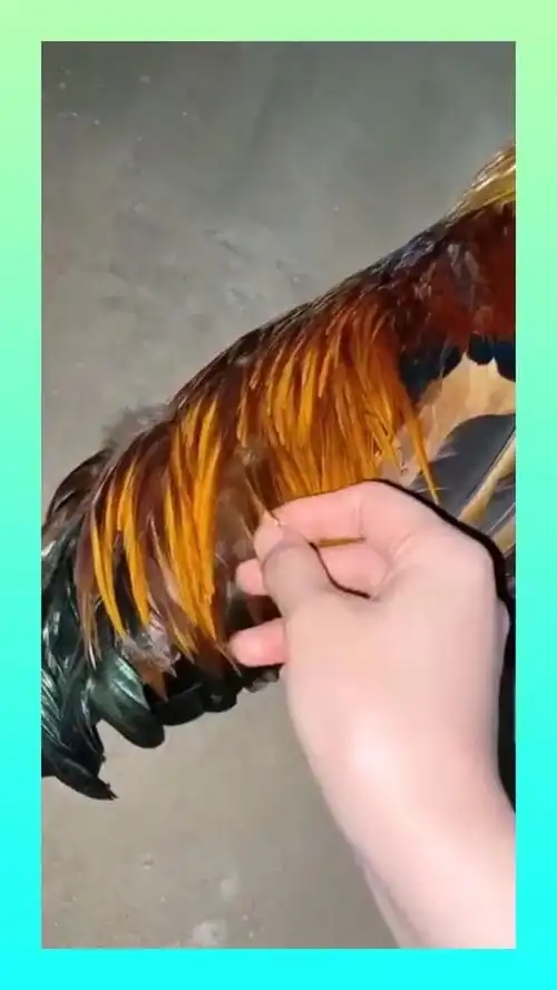 偷偷摸摸拔一根鸡毛,趁现在没什么事,赶紧溜之大吉