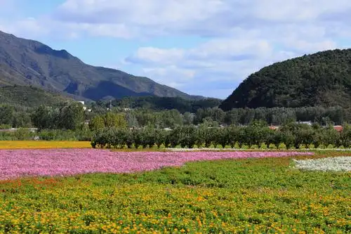 秋游怀柔圣泉山千亩花海