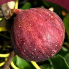 新品种改良特大果无花果树苗南方北方种植高产易活早熟玛斯义陶芬