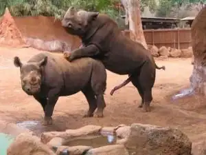 【严肃科普向清流】各种雄性哺乳动物的生殖器【慎入