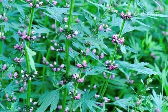 益母草的功效及禁忌有哪些(益母草的作用与功效以及禁忌)_功效与作用