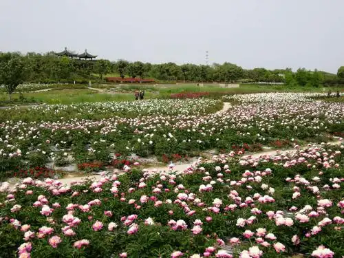 扬州枣林湾芍药园
