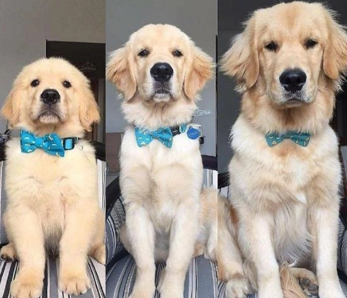 看着狗子从小到大的照片,虽说哭笑不得却另有一番感触!