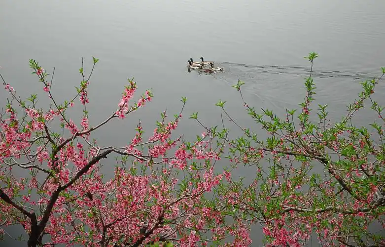永安桃花林