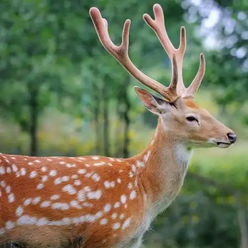 东辽梅花鹿详细介绍:特点 历史 - 吉林东辽特产 - 特色谷