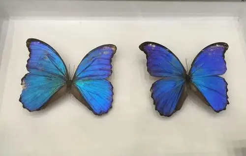 小心!这些物品禁止邮寄入境