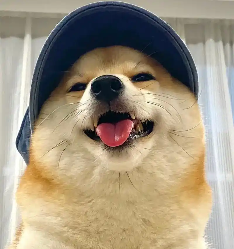 萌宠头像 #优质头像 #可爱头像 #呆萌 - 抖音