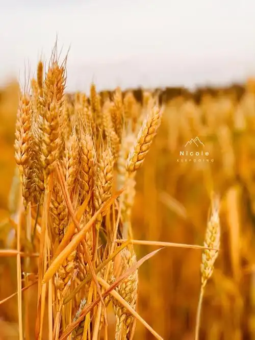 北京也有金色麦田