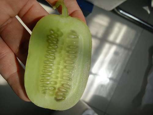 玉女瓜 水果黄瓜新鲜 金童玉女黄瓜 黄瓜 拇指黄瓜 小青瓜5斤包邮