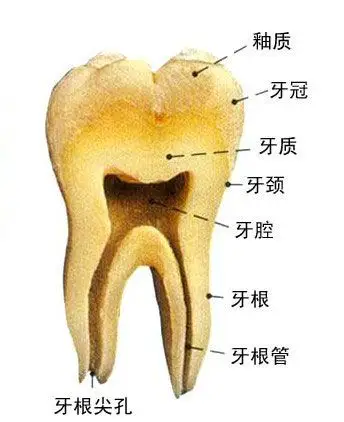 牙的构造解剖示意图-人体解剖图