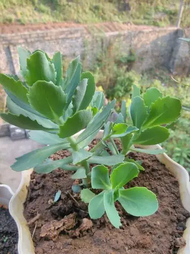 请教这几种植物的名字