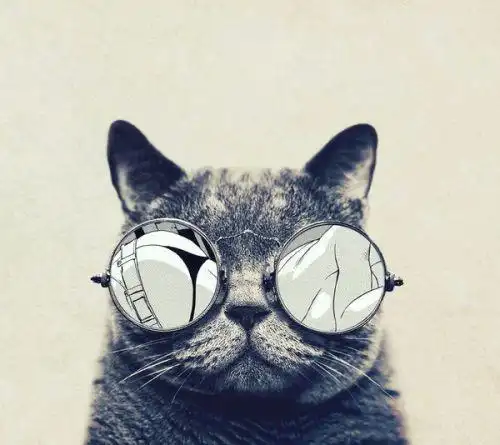 谁能帮我找到这张戴眼镜的猫的图片,一样的?