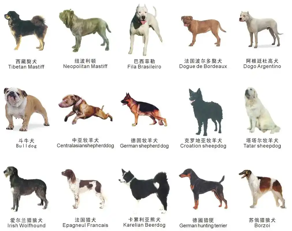 常见大型犬烈性犬名录,看到离远点 - 抖音