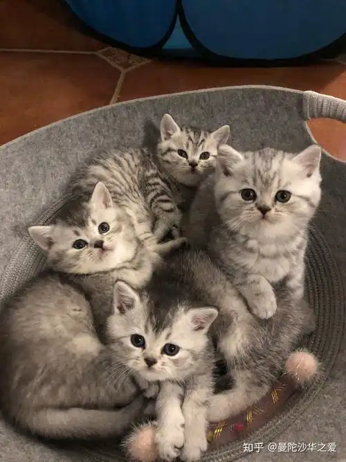 英短银渐层和蓝猫的孩子长什么样