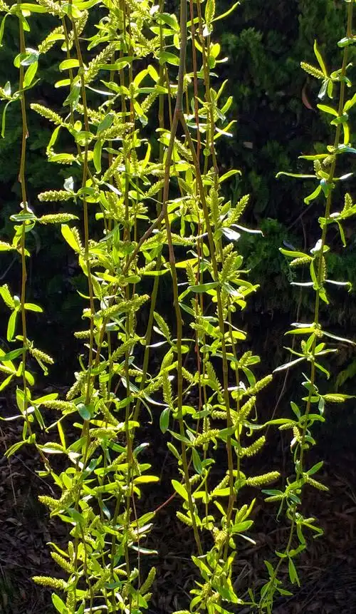 《柳絮》 - yetl - 图虫