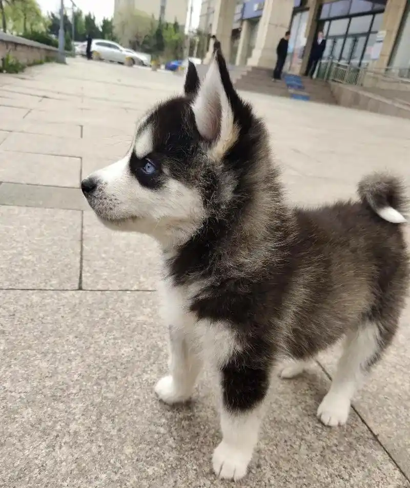 一窝哈士奇幼犬出窝啦～～～便宜出,,2个月大了,可爱中透露着一丝愚蠢