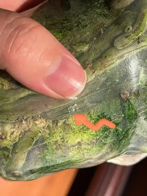 蝴蝶兰病害这是什么病呢怎么治呢