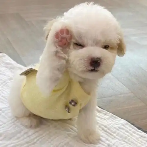 可爱狗狗向你salute!