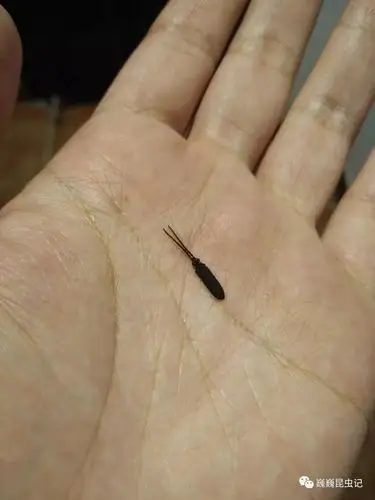 虫出江湖邂逅长扁甲