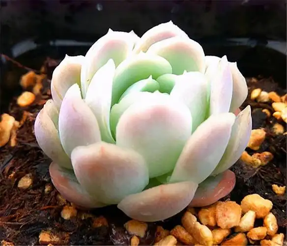 多肉中的颜值担当冰梅有颜又有值别当普通货处理